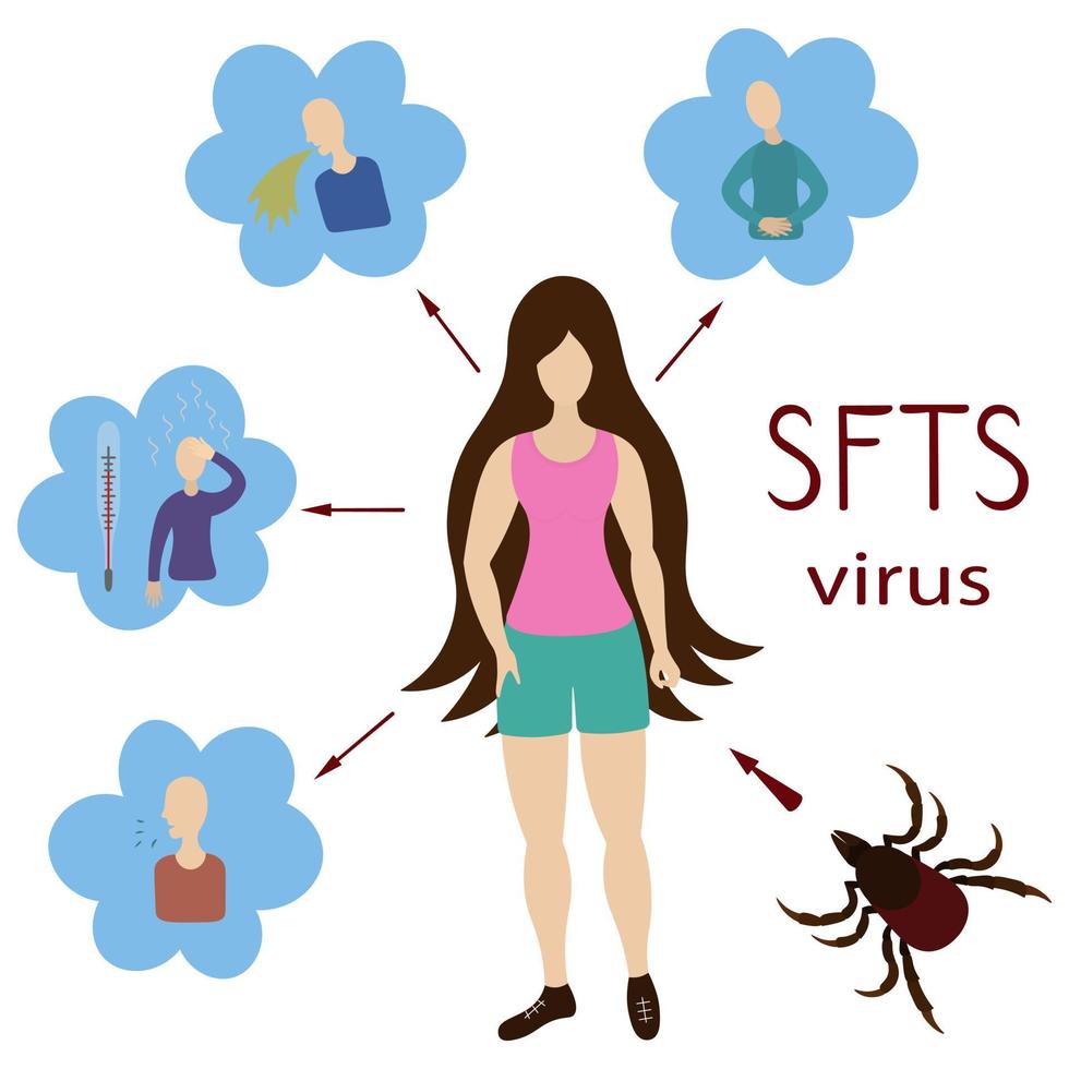 Path of infection with SFTS virus and its symptoms. Dangerous insect tick bite. Vector illustration. Isolated white background. A disease that leads to severe fever with thrombocytopenia syndrome.