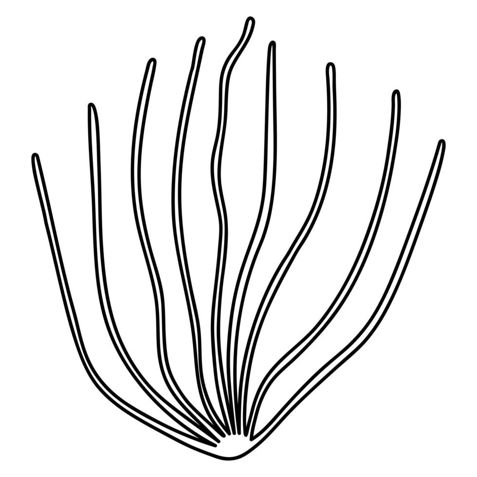 Seaweed in the form of a bush. Underwater vegetation grows on the ocean floor. Sketch. Vector illustration. Outline on isolated background. Coloring book for children. Doodle style.