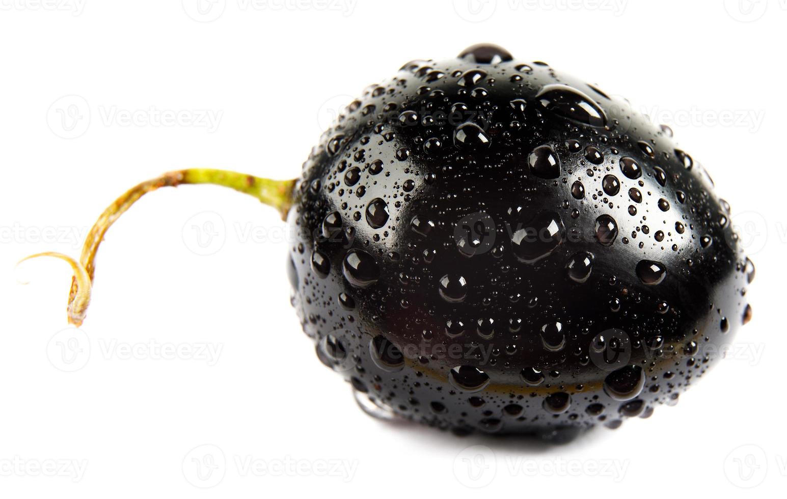 The berry of black grapes with a tail is isolated on a white background. Water drops on grapes. photo