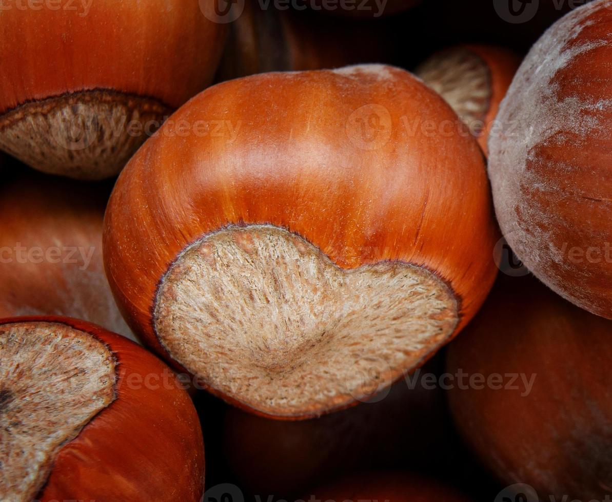 Hazelnut. The nut looks like a heart. 9799935 Stock Photo at Vecteezy