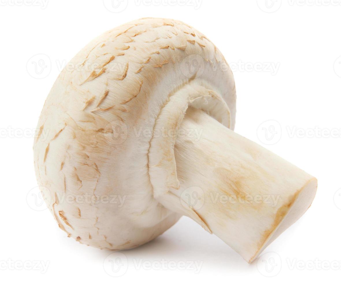 Fresh champignon mushrooms isolated on white background. Organic champignon close up. Side view photo