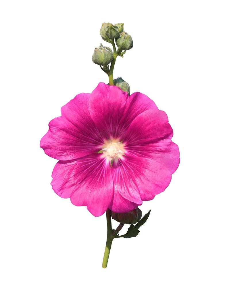 Hollyhock or Althaea rosea or Alcea rosea flower. Close up pink flower bouquet on stalk isolated on white background. photo