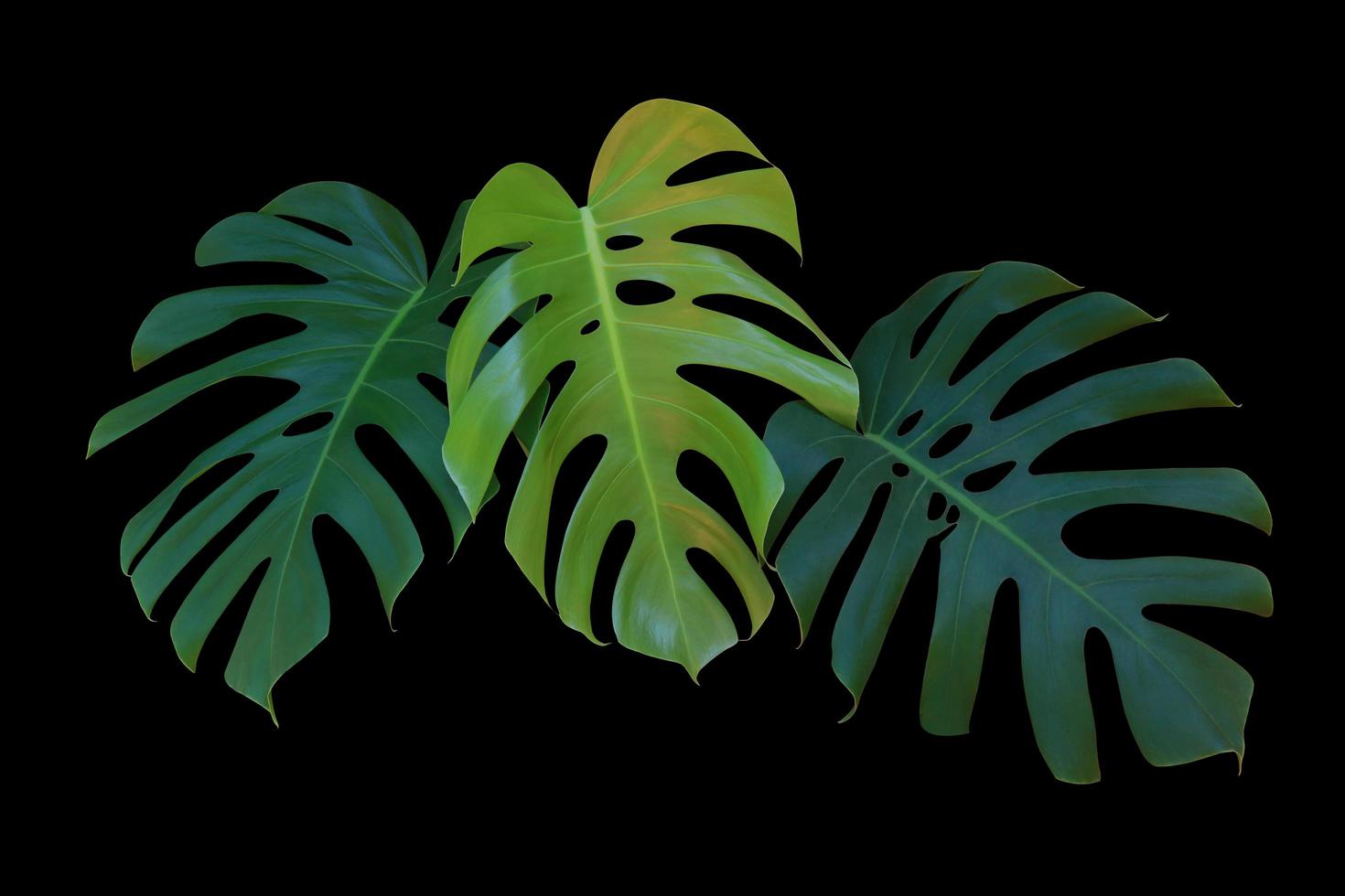 Herricane plant or Swiss cheese plant or Window plant or Monstera tree. Close up exotic green leaves bush isolated on black background. photo