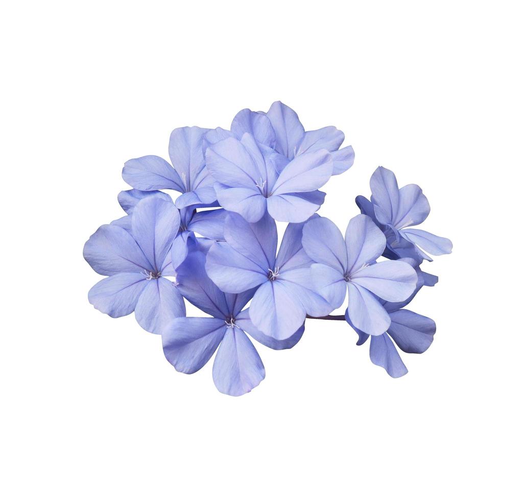 Beautiful blue flowers of Cape leadwort or Plumbago auriculata tree. Close up small blue flower bouquet isolated on white background. photo