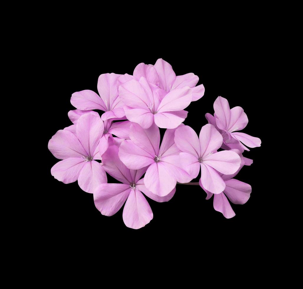 Beautiful pink-purple flowers of Cape leadwort or Plumbago auriculata tree. Close up small pink-purple flower bouquet isolated on black background. photo