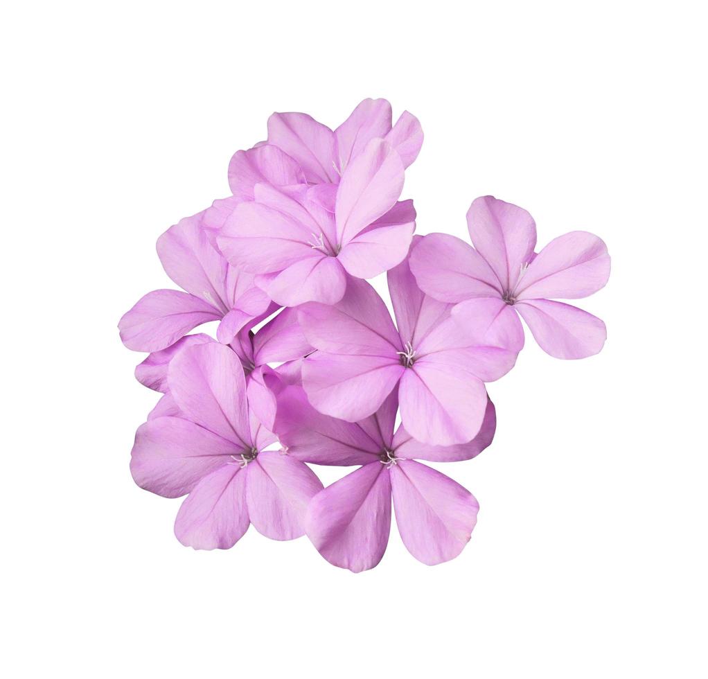 Beautiful pink flowers of Cape leadwort or Plumbago auriculata tree. Close up small pink-purple flower bouquet isolated on white background. photo