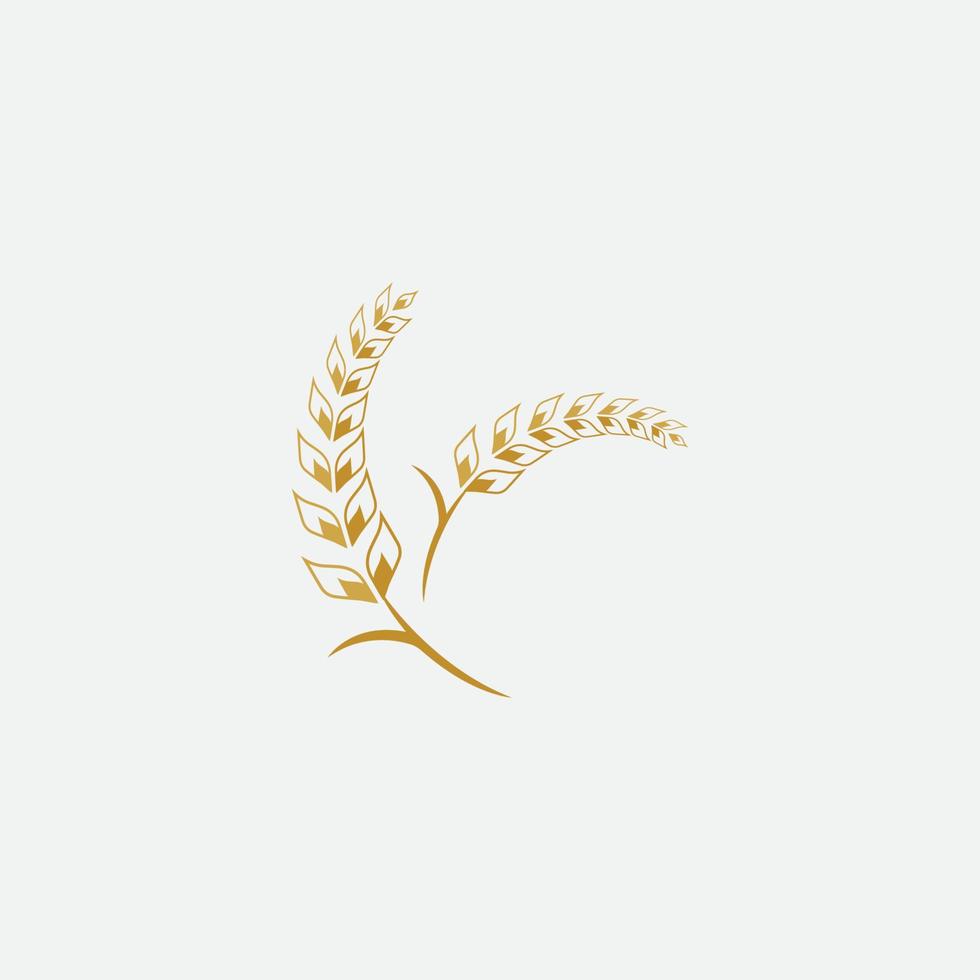 Agriculture wheat  logo vector