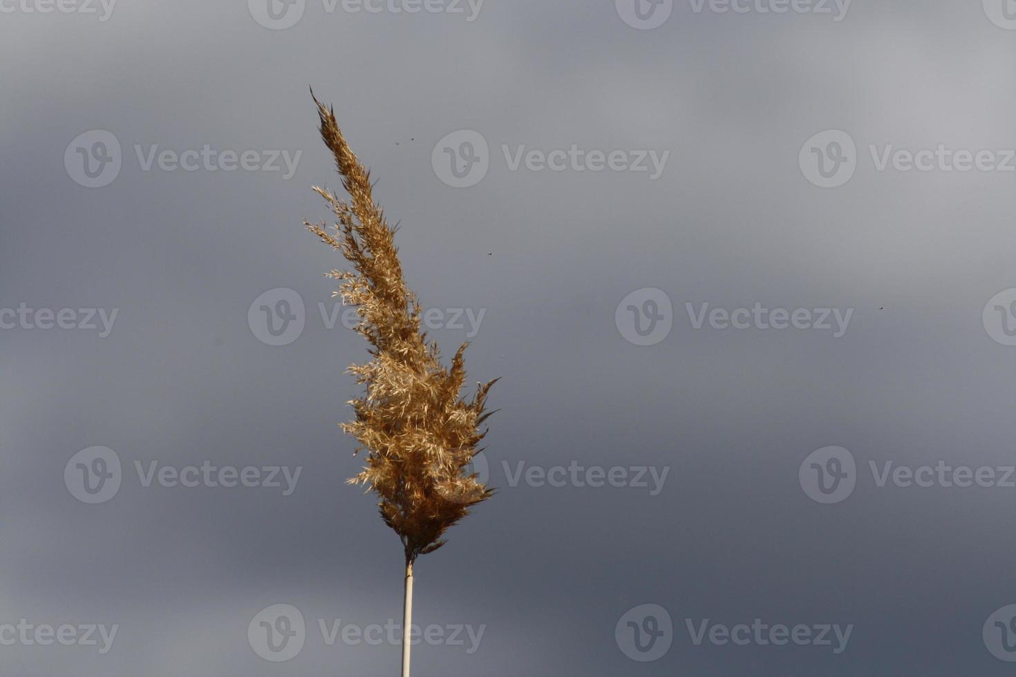 A sign on a pole photo