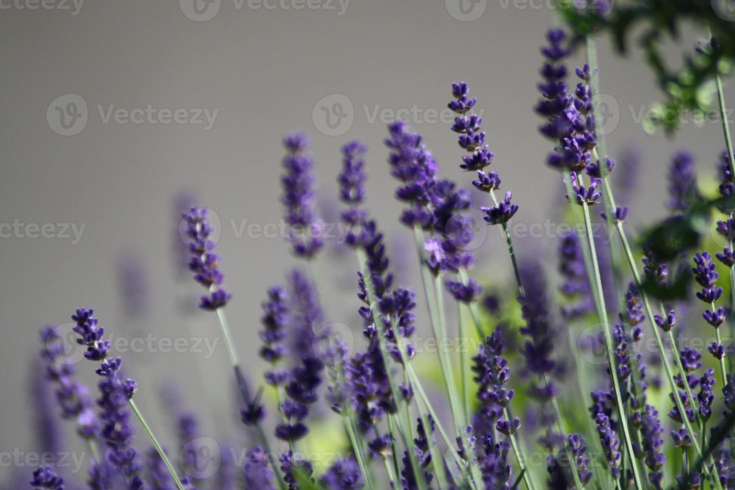 A close up of a levander flower photo