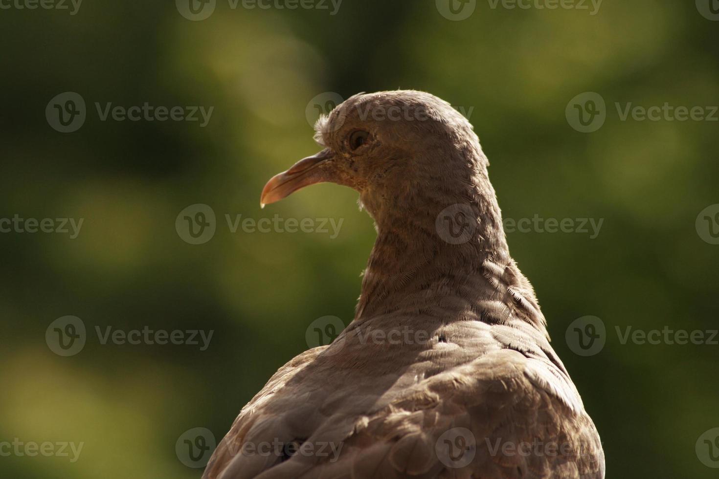 Close-up of the pigeon on the railing of our balcony photo