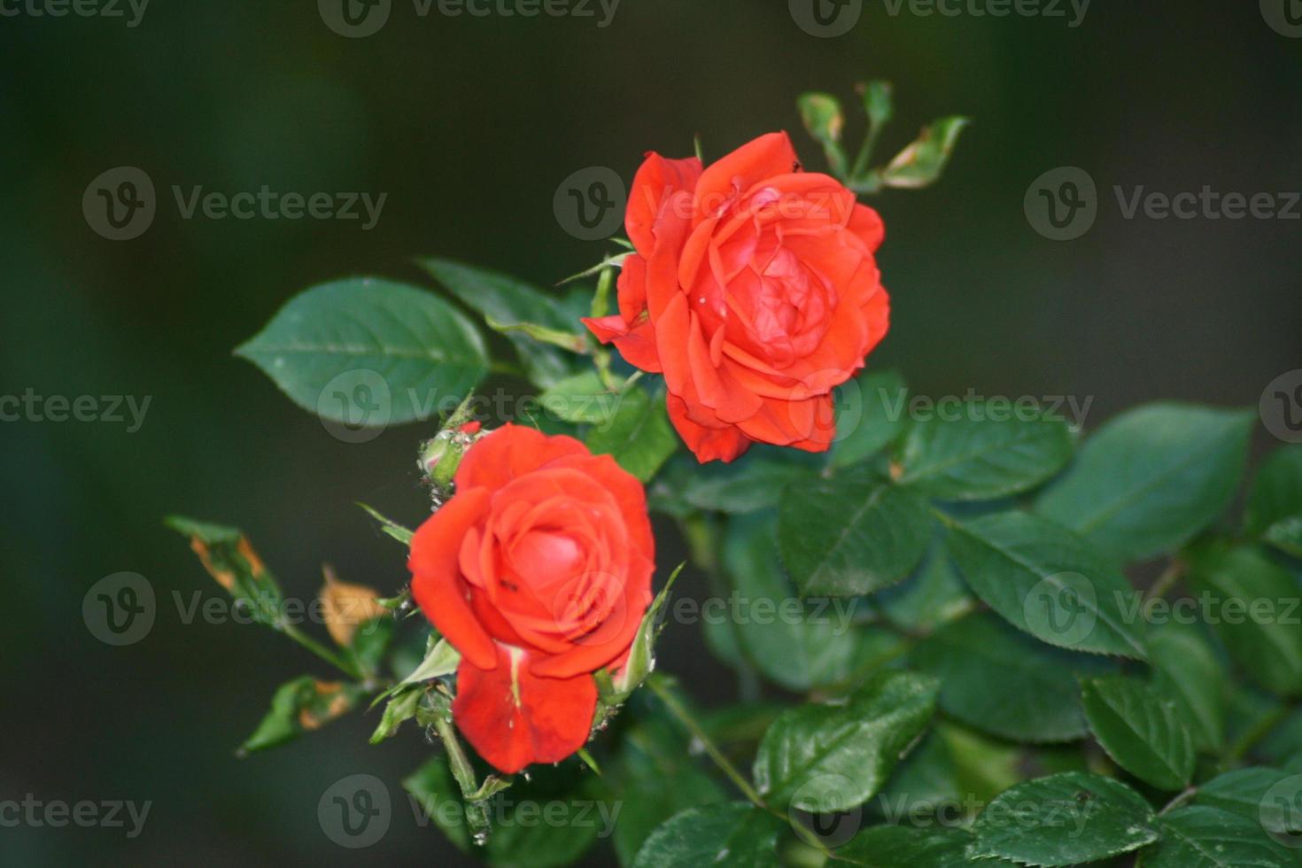 un primer plano de una flor foto