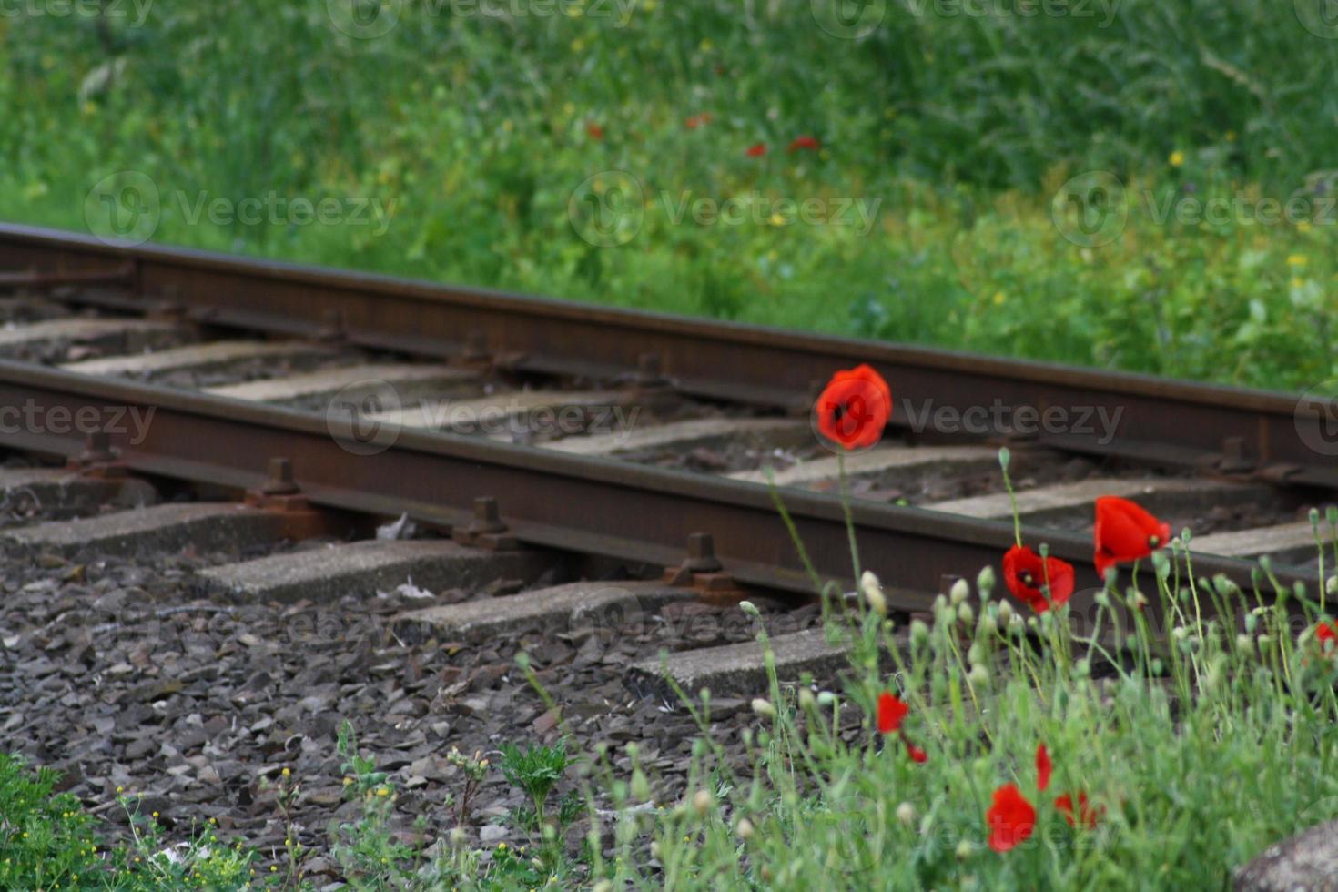 A close up of a flower garden and railway station photo