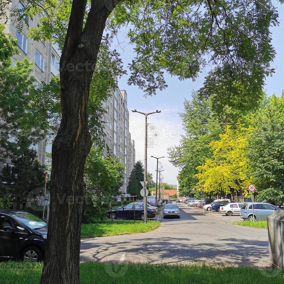 un árbol en medio de la calle foto