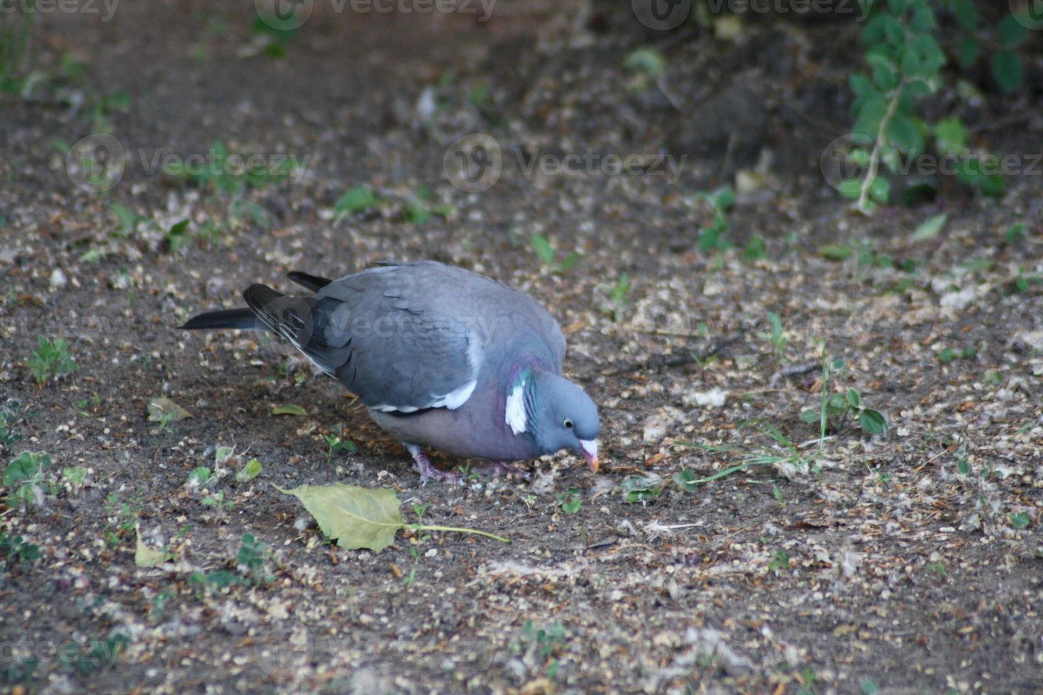 A bird sitting on grass photo