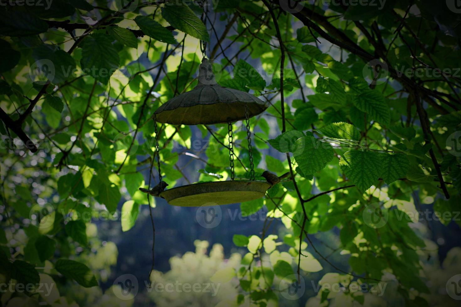 Hangable bird feeder and beautiful green leaves in the background photo