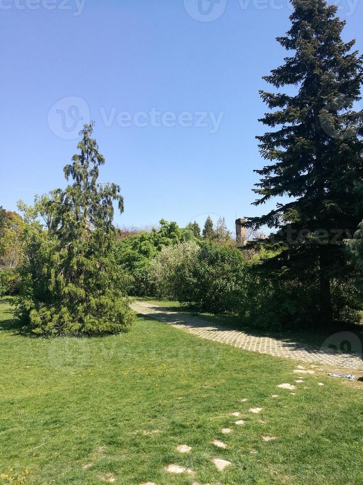 A pinetrees in a grassy field photo