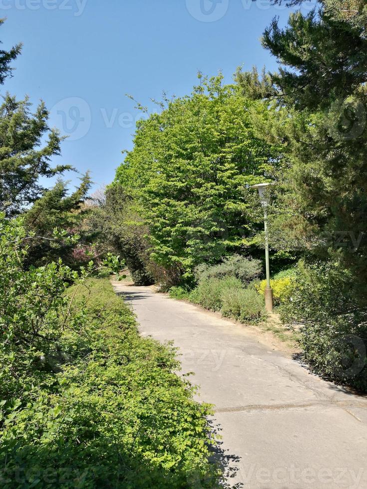 A tree on the side of a road photo