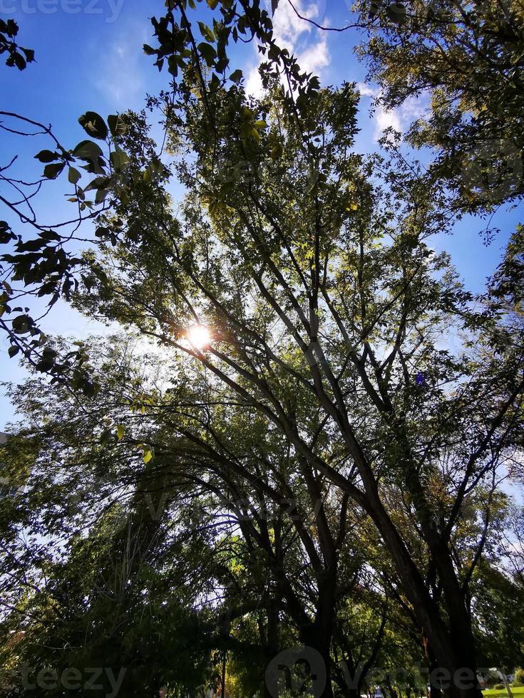 Beautiful sunshine among the trees in Miskolc photo