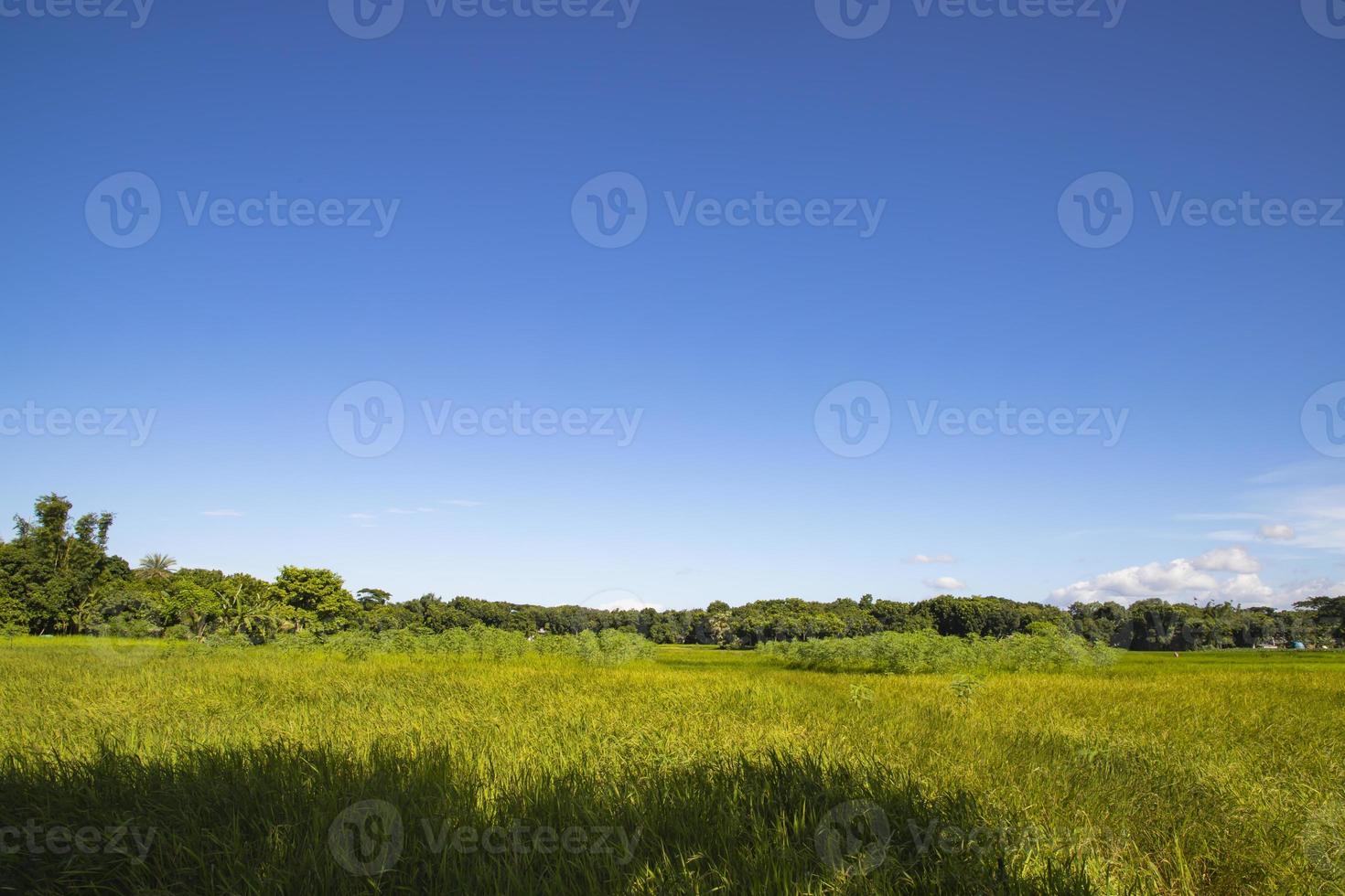 hermosos campos de arroz verde con cielos azules contrastantes foto