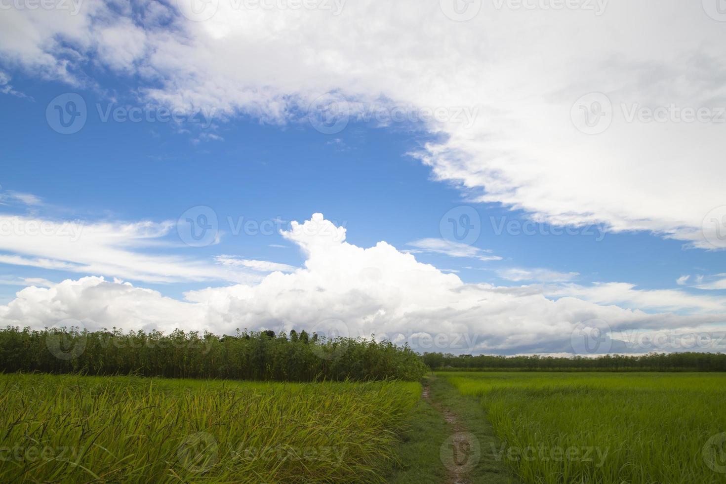 hermosos campos de arroz verde con cielos nublados contrastantes foto