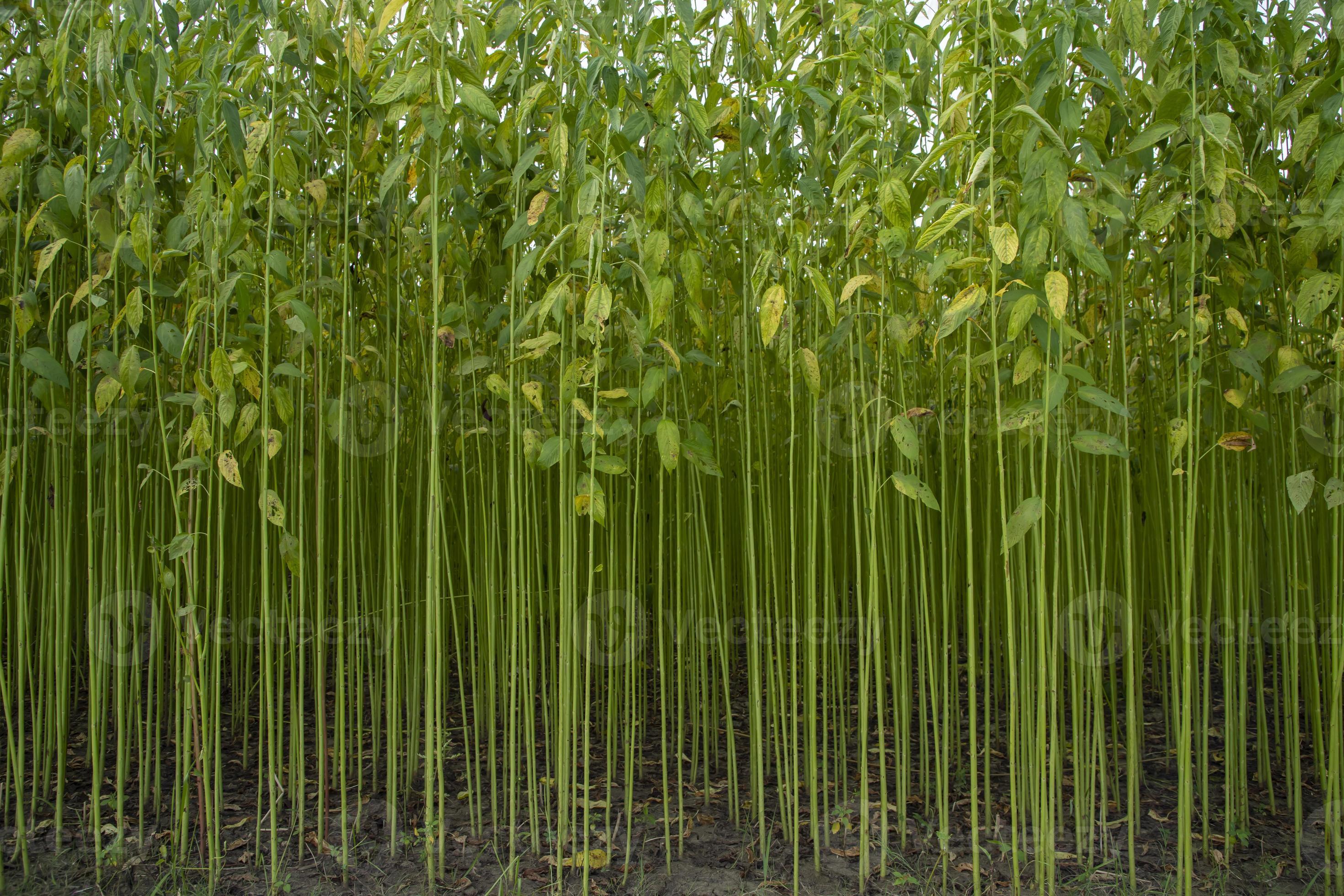 Green jute Plantation field. Raw Jute plant Texture background. This is