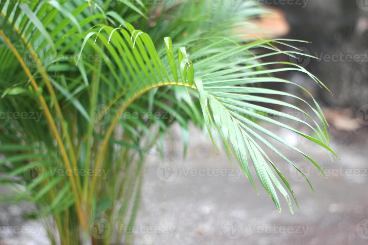 green tropical palm leaf with shadow on white wall photo