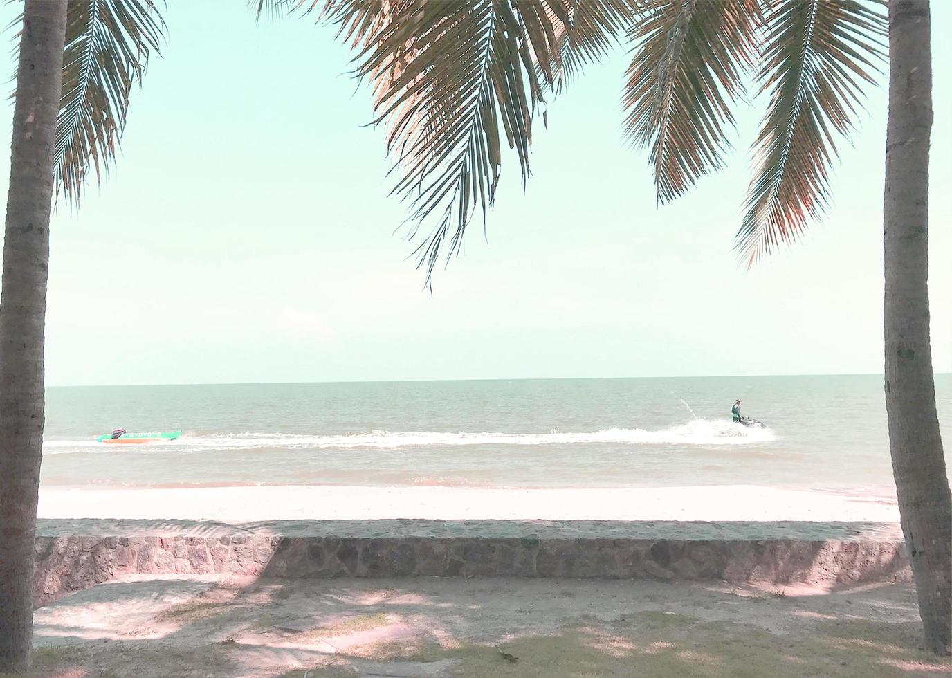 green coconut palm trees on the grass in sunny beach photo