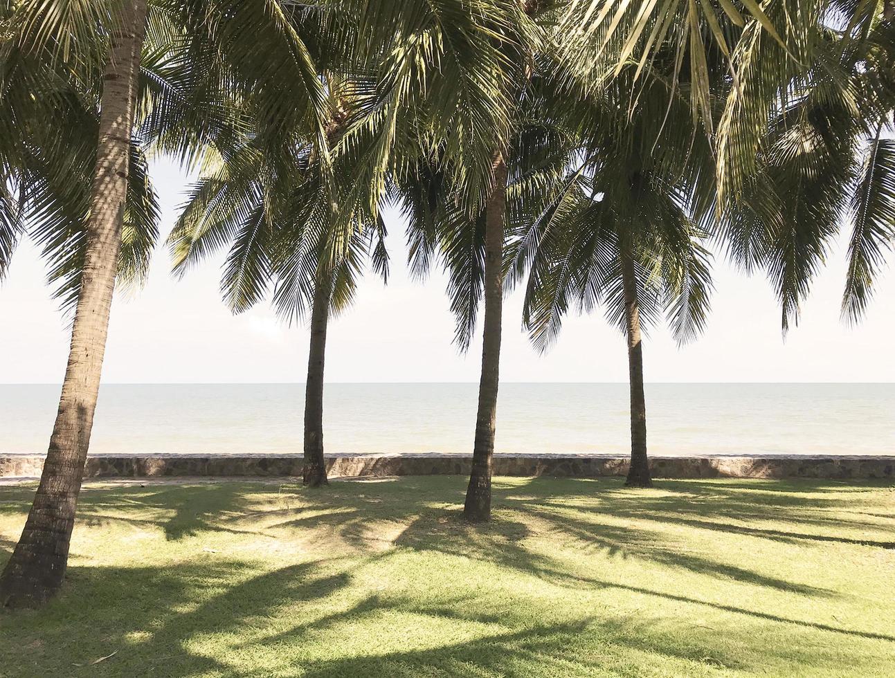 green coconut palm trees on the grass in sunny beach photo