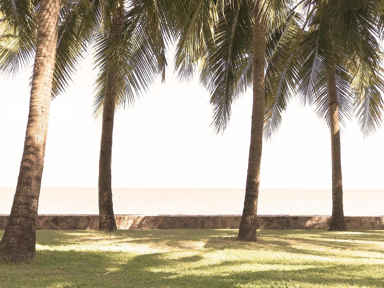 green coconut palm trees on the grass in sunny beach photo