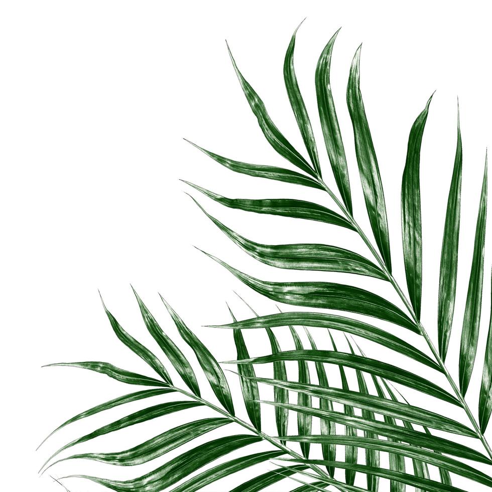 Green leaves of palm tree isolated on white background 9803615 Stock ...