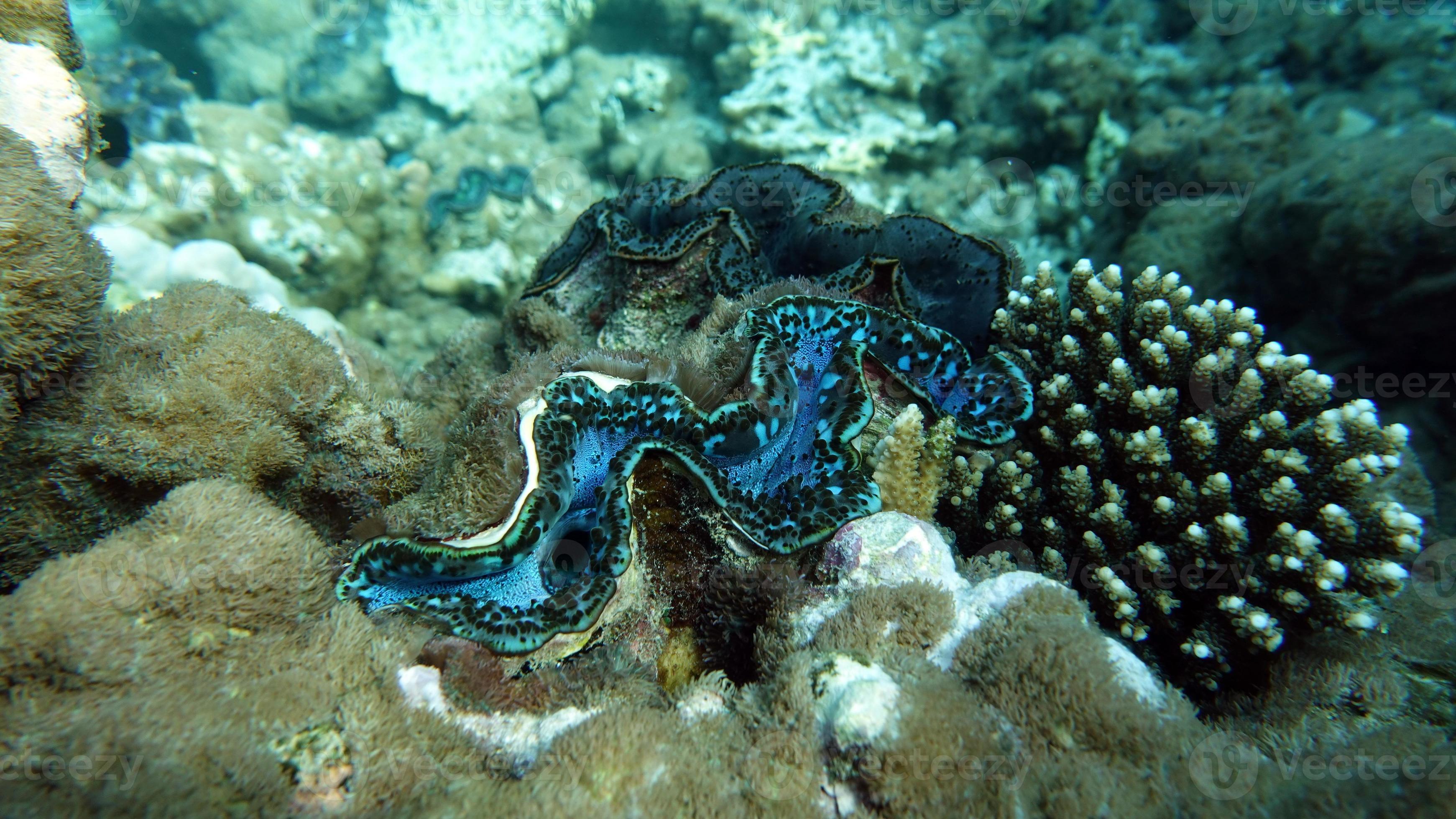 Rugose giant clam Molluscs type Mollusca Bivalve mollusks Family