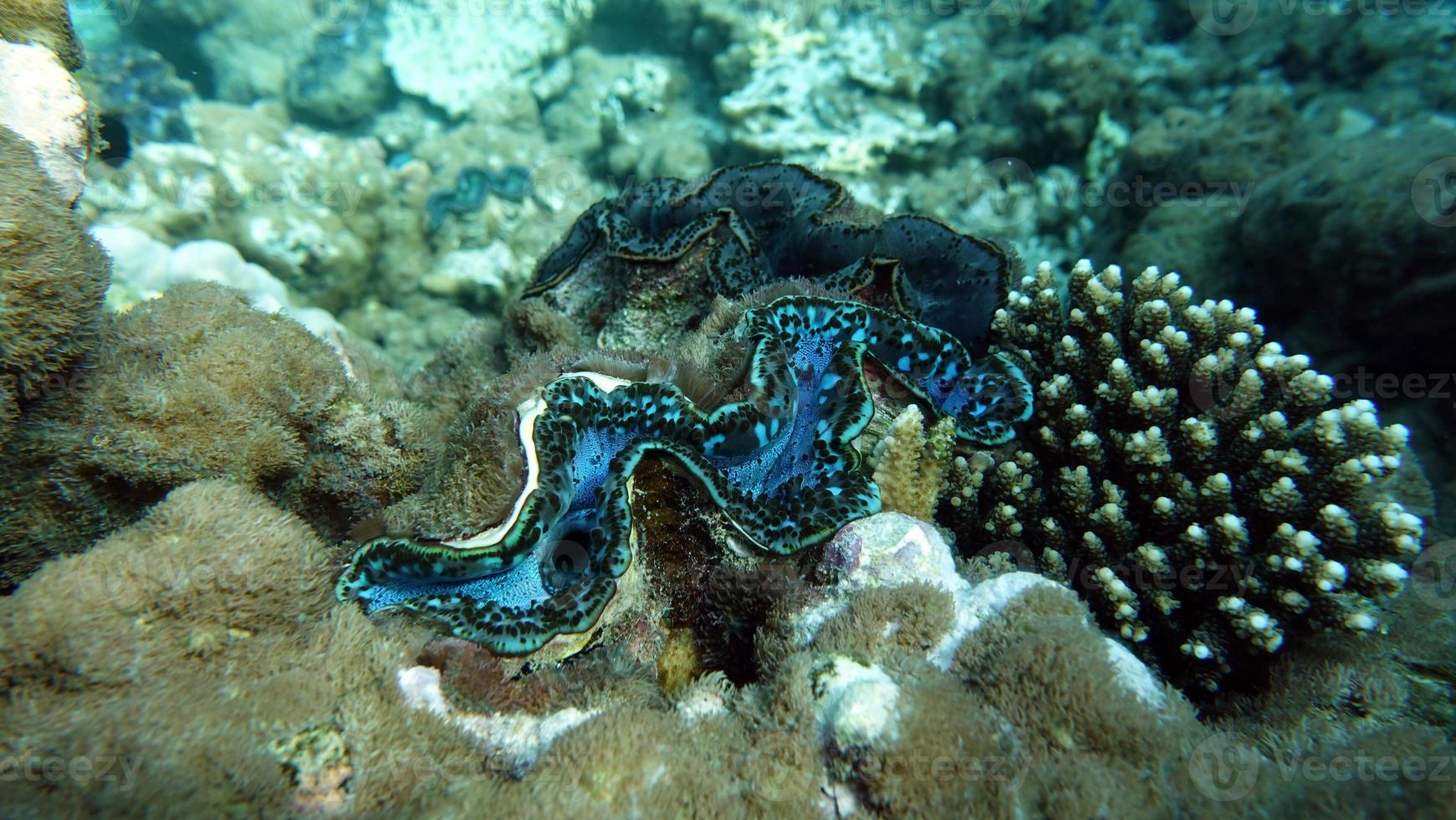 Rugose giant clam. Molluscs, type Mollusca. Bivalve mollusks. Family