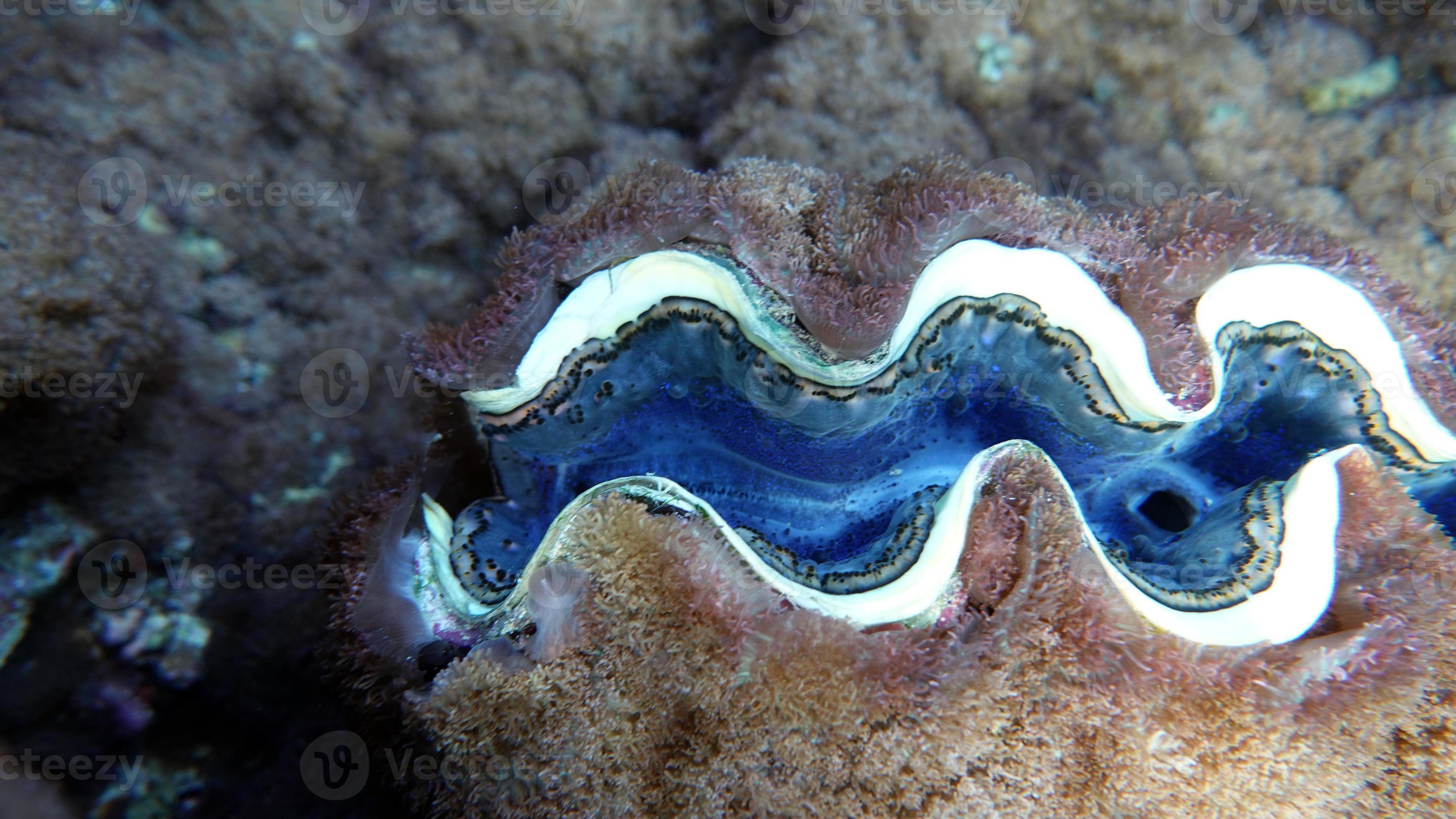 Rugose giant clam Molluscs type Mollusca Bivalve mollusks Family