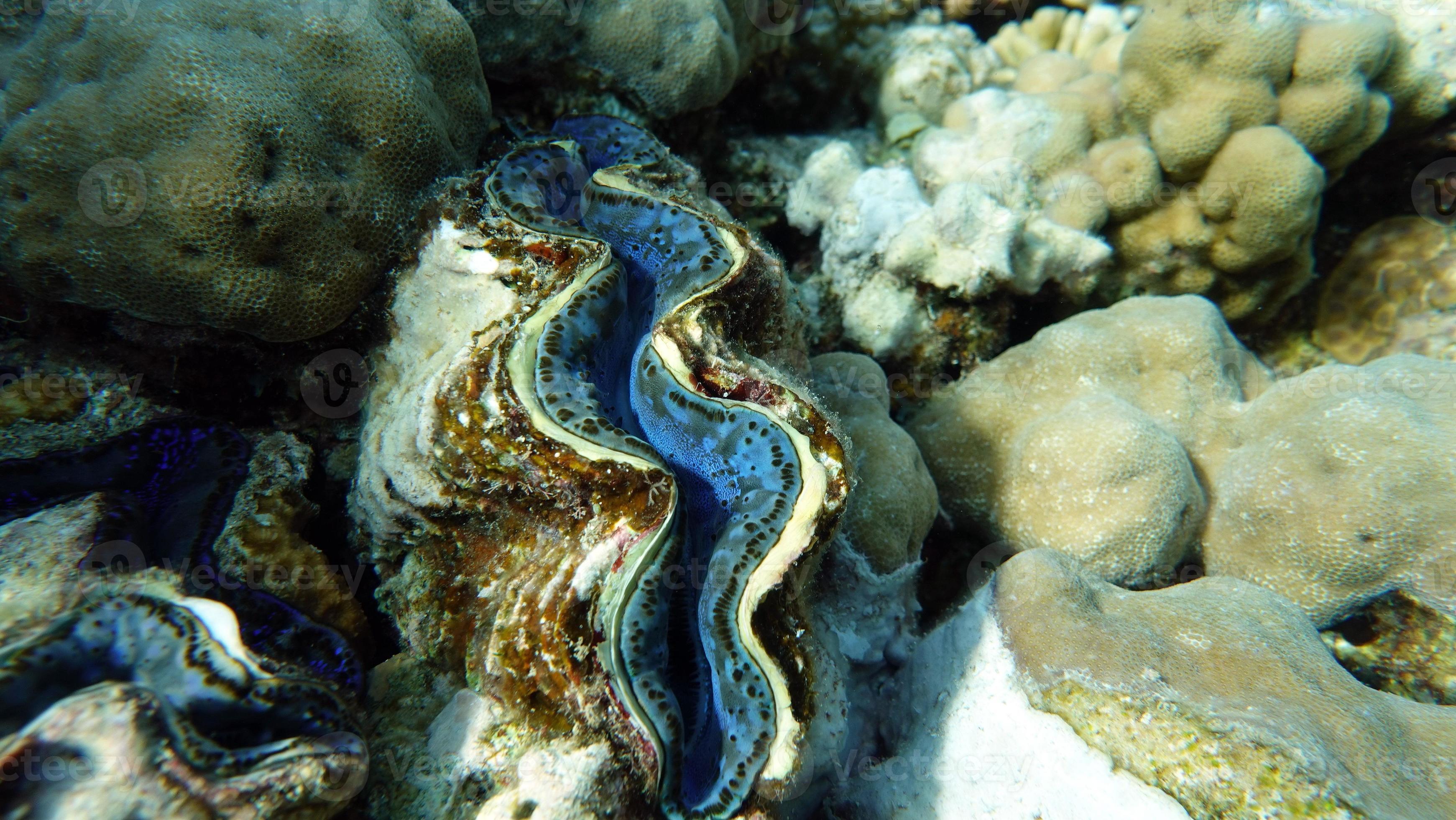 Rugose giant clam. Molluscs, type Mollusca. Bivalve mollusks. Family