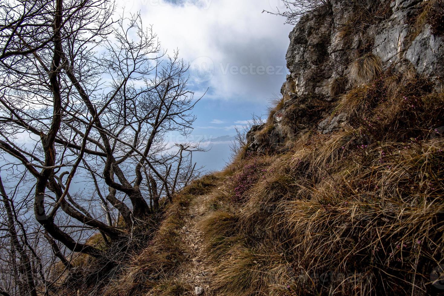 2022 02 20 CogolloDelCengio path between rocks and trees photo