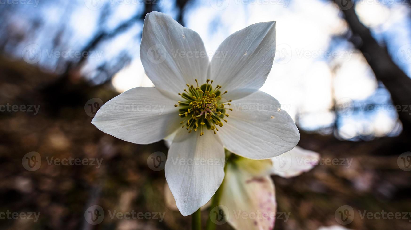 2022 02 26 Pedescala Helleborus niger 1 photo