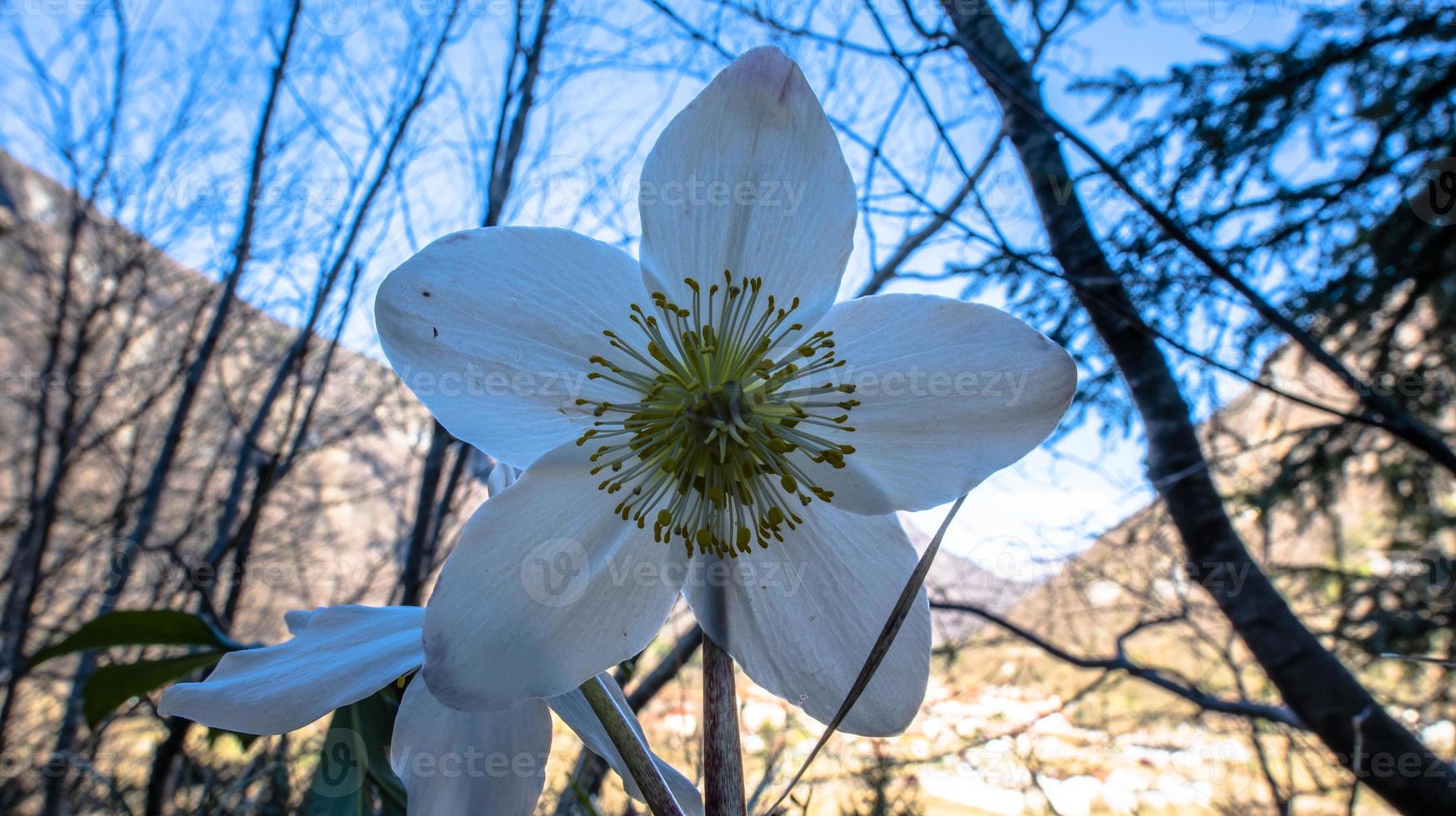 2022 02 26 Pedescala Helleborus niger photo