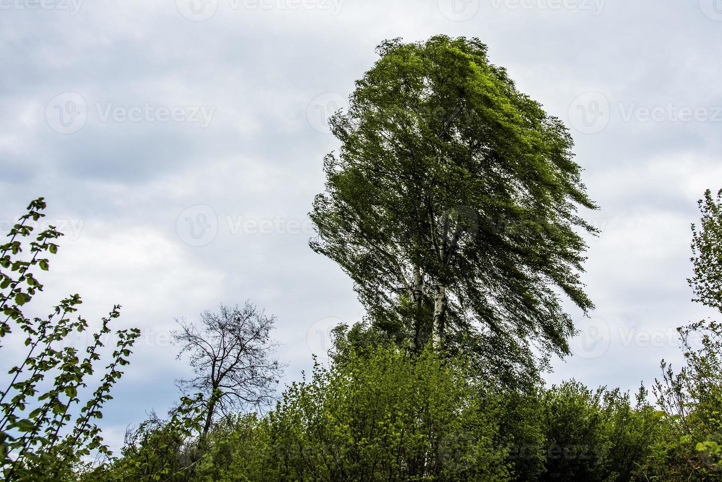 2022 05 08n SelvadiTrissino Fears in the wind photo