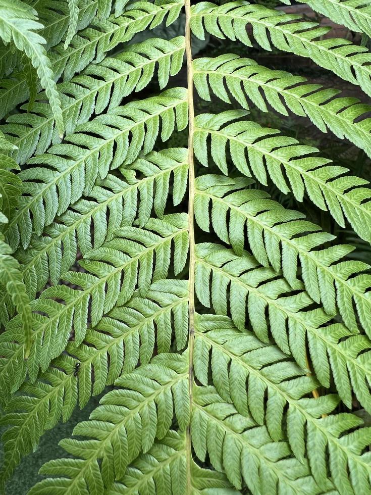 leaf green nature tree flora photo
