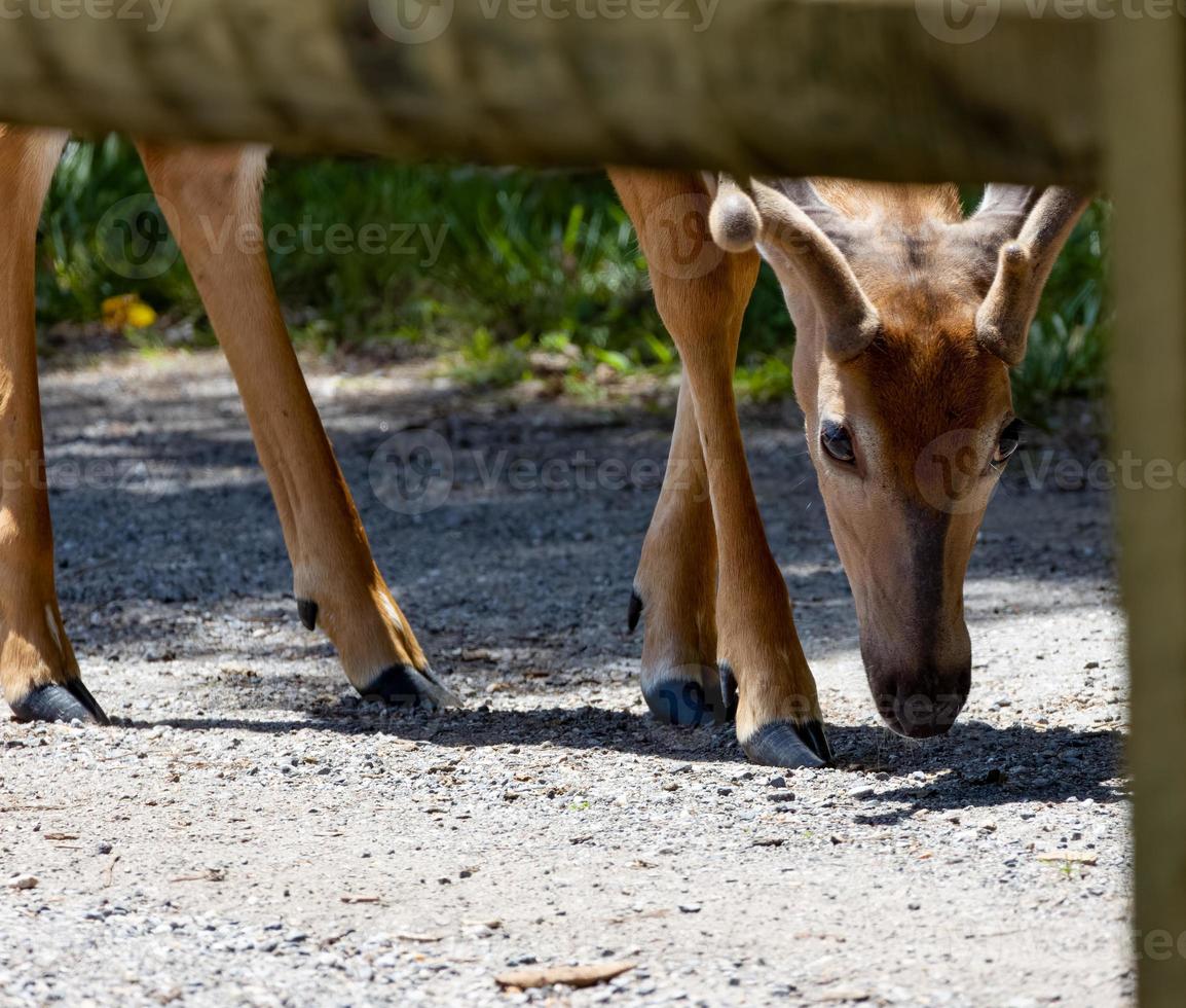 Young buck on the bike trail photo