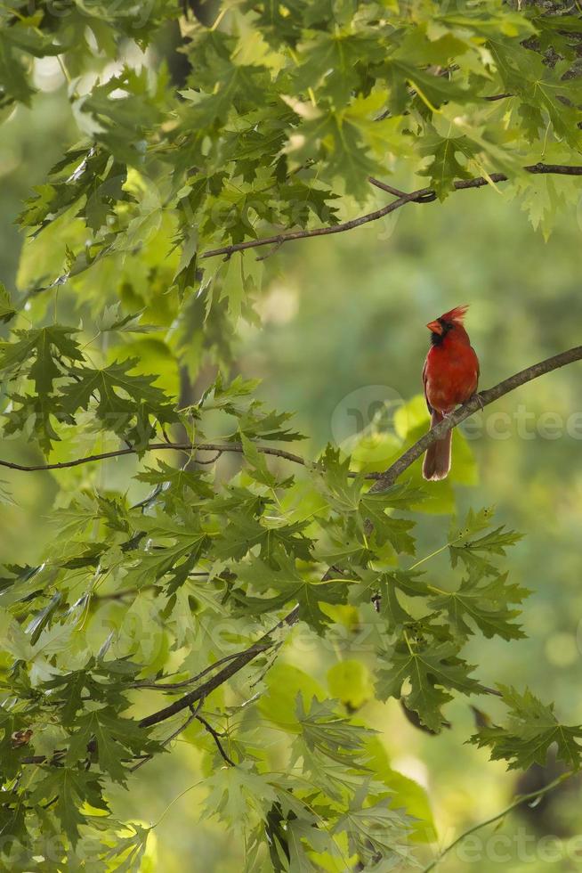 Northern Cardinal in a tree photo