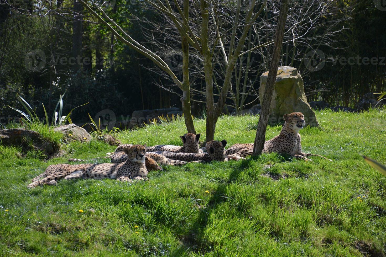 A coalition of cheetahs photo
