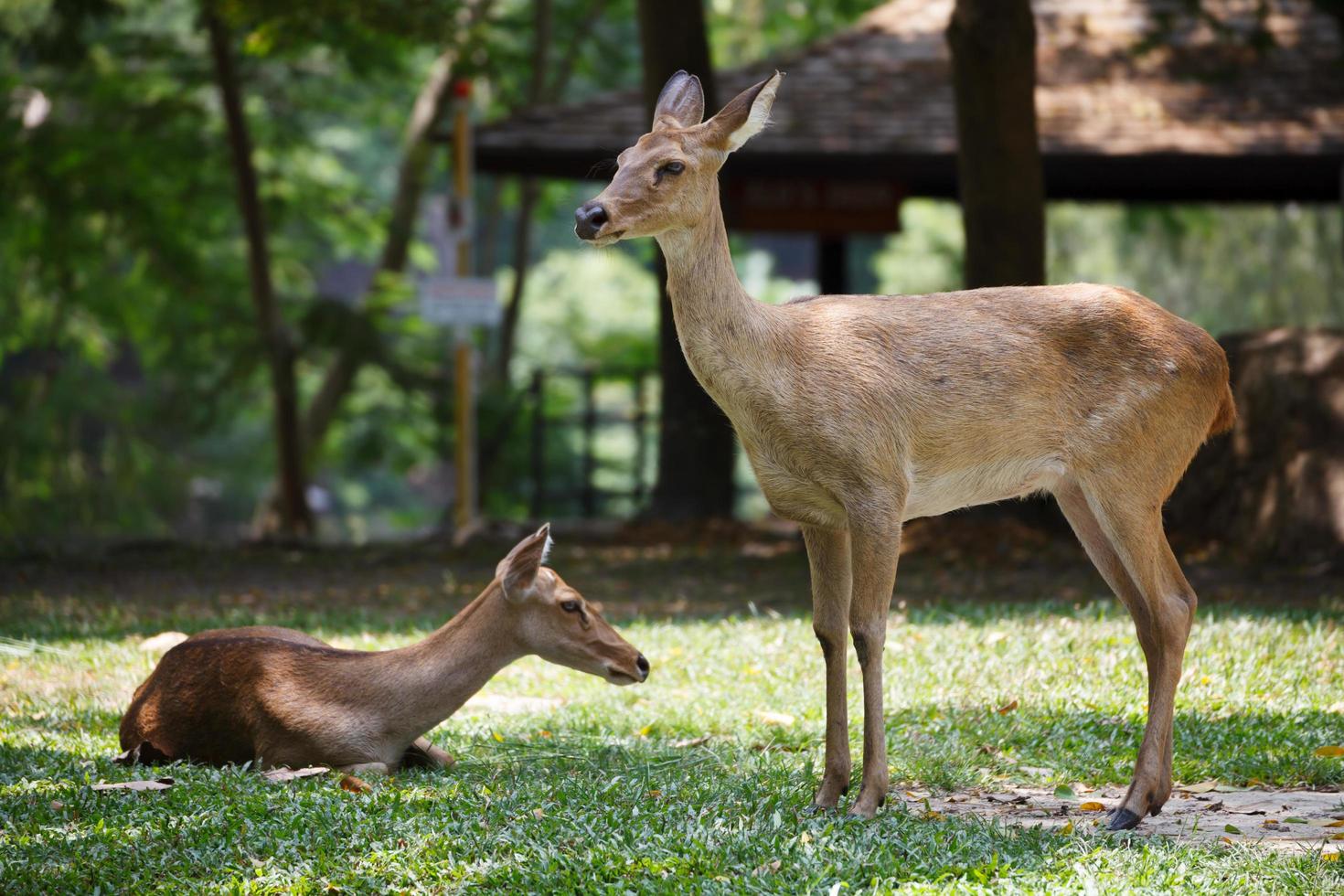 una linda hembra en el suelo en el zoológico abierto de khao kheow en tailandia foto