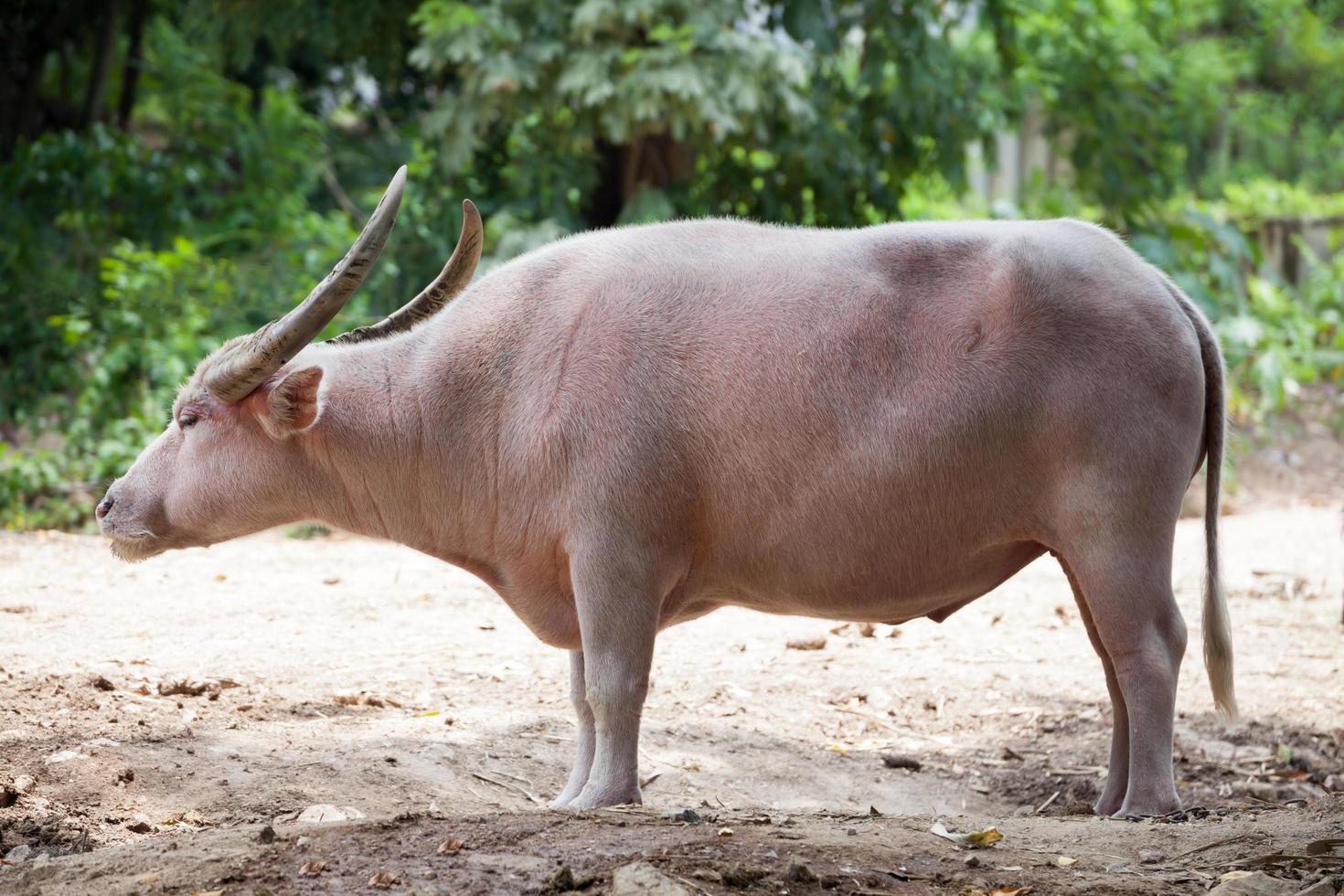 Thai albino buffalo Thailand Pink buffalo photo