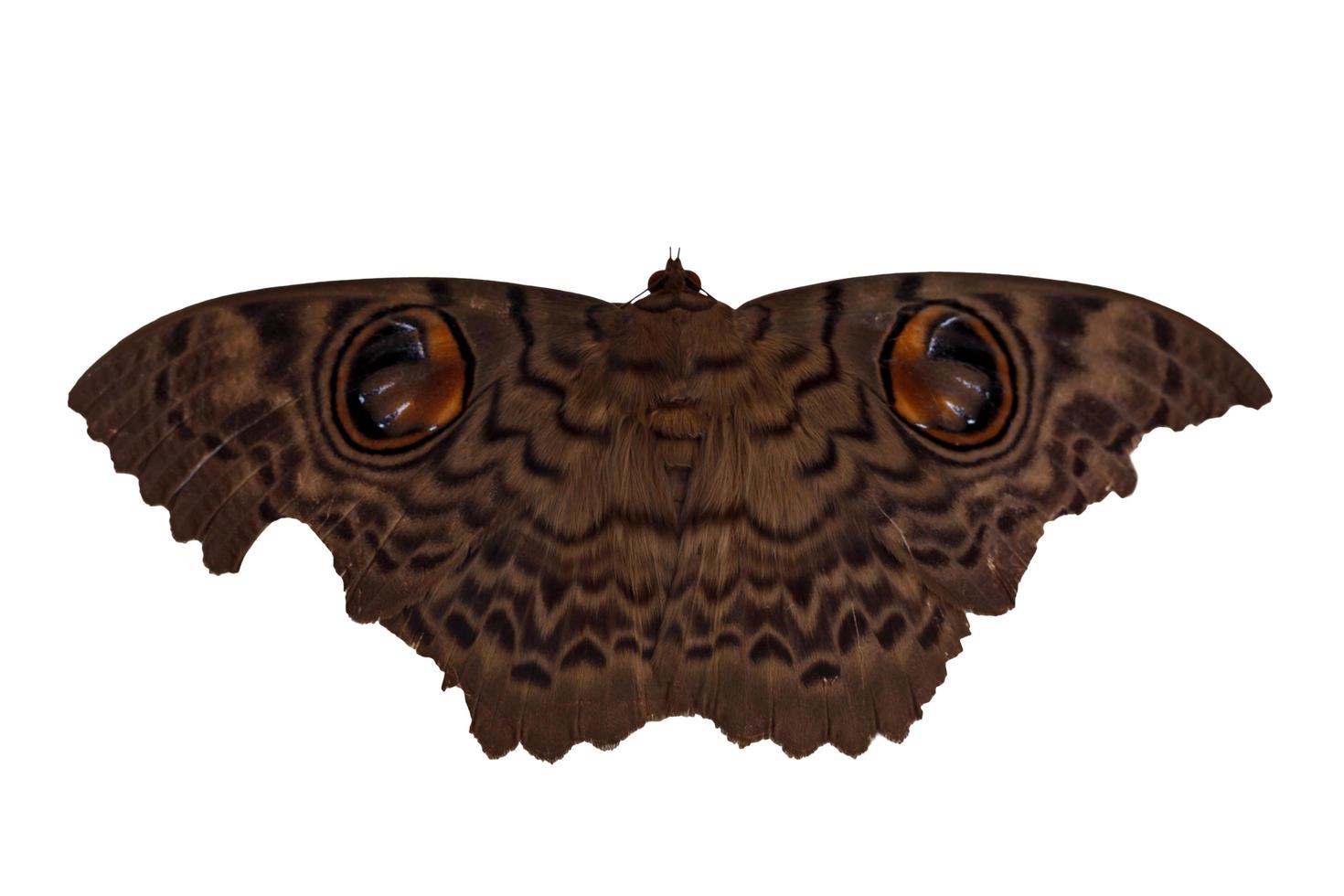 Moth butterfly, giant silk moth butterfly on white background photo