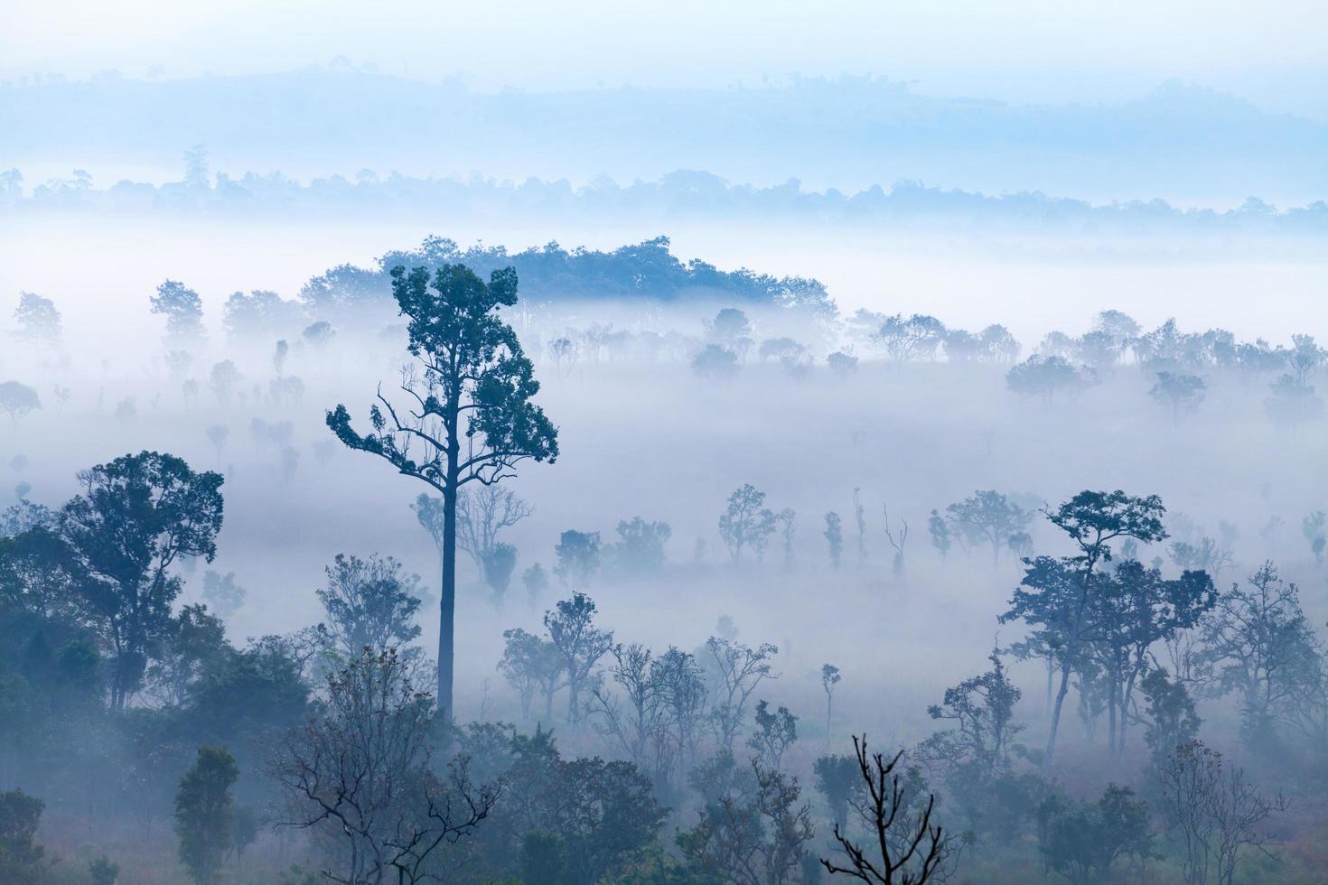 niebla en el bosque en el parque nacional thung salang luang phetchabun, tailandia foto