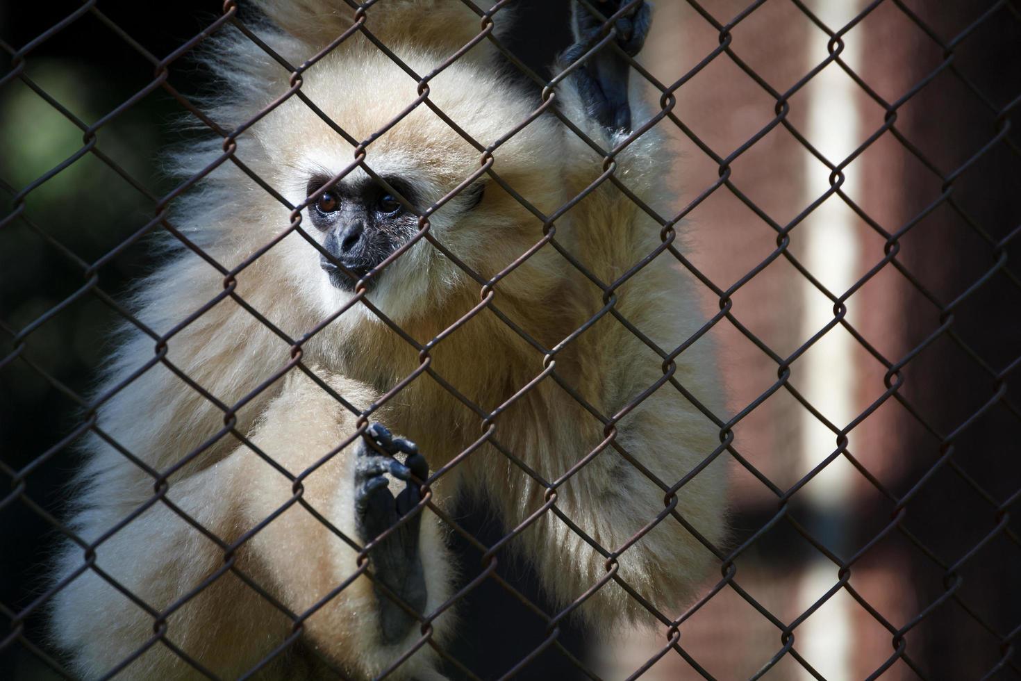 unhappy expression gibbon in cage photo