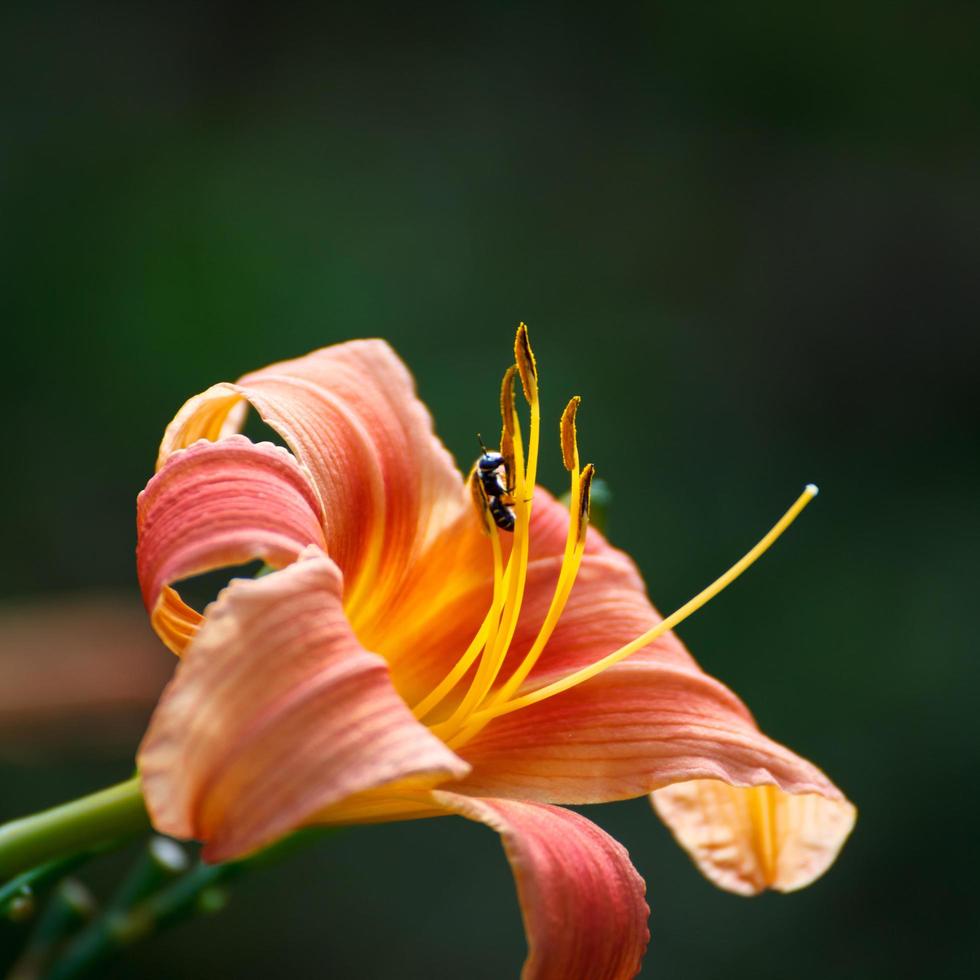 Close-up Bee collect pollen from lily flower photo