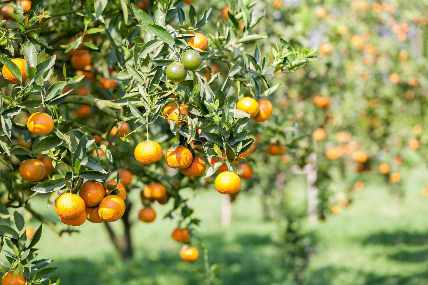 Orange tree graden photo