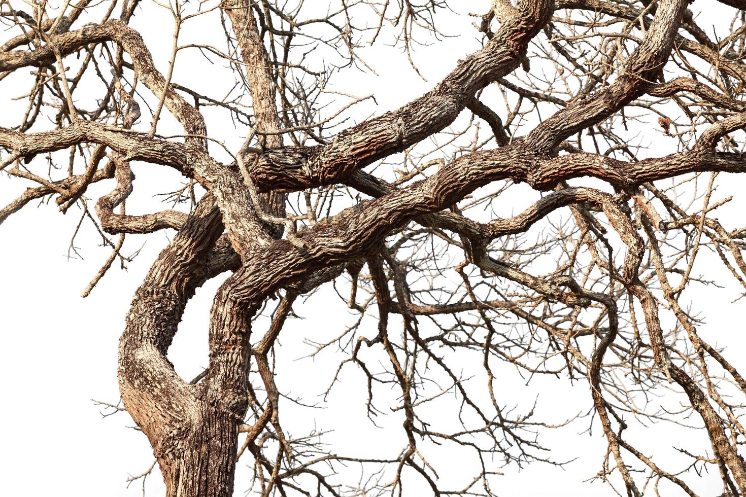 Tree twigs with bare trunks and branches photo